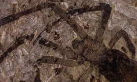 Phát hiện hóa thạch nhện lớn chưa từng thấy