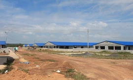 Buộc tháo dỡ trại chăn nuôi heo xây dựng trái phép trong rừng cao su