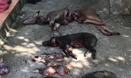 Lâm tặc dùng dao, súng tự chế tấn công nhiều kiểm lâm Vườn quốc gia