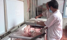 Hàng chục tấn thịt nhiễm dịch tả lợn châu Phi được làm giò chả