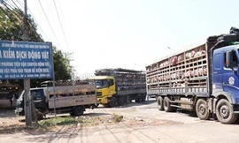 Heo phía bắc vào chốt kiểm dịch ở huyện Xuân Lộc