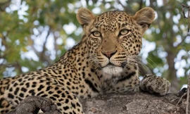 Nghi 2 con báo hoang xuất hiện ở Đồng Nai