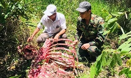 Một cá thể nghi bò tót bị săn trộm ở Vườn Quốc gia Cát Tiên