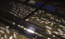 Dân điêu đứng vì hàng loạt bè cá bị chết.