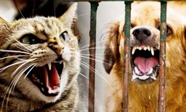  Đồng Nai: Người đàn ông phát bệnh dại tử vong sau gần một năm bị mèo cắn 