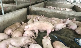  Bị phát hiện bơm nước vào heo, hàng chục người leo rào bỏ trốn 