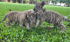  Hổ quý hiếm began sinh 5 con tại khu du lịch ở Đồng Nai