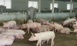 Gần 2.000 cơ sở ở 'thủ phủ chăn nuôi' Đồng Nai ngừng hoạt động 