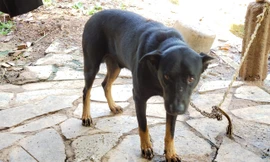 Thông tin bất ngờ về 'báo đen' xuất hiện ở Đồng Nai 