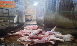 “Lên đời” heo chết ôi thối rồi tuồn ra thị trường