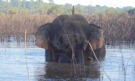  Cận cảnh hàng rào điện ngăn voi quậy phá ở Đồng Nai