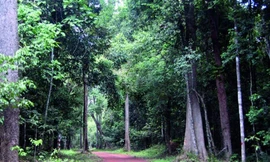 Kiến nghị khẩn khi làm đường băng qua khu dự trữ sinh quyển thế giới