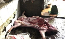 Mua heo bệnh đưa về thành phố tiêu thụ