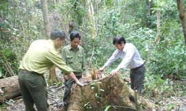 Tổ chức khai thác gỗ trái phép, Trưởng ban quản lý rừng bị bắt