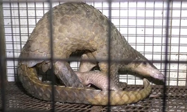 Chờ lên món, tê tê mẹ sinh con tại quán nhậu