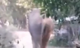 Hy hữu: Voi di chuyển ra khỏi rừng sinh con