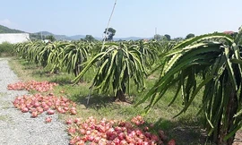 Nông dân 'thủ phủ' thanh long điêu đứng khi giá còn 500 đồng/kg