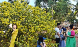Cây mai vàng 'khủng' ở Đồng Nai trổ bông rực rỡ đón khách du xuân