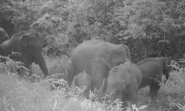 Người đàn ông nghi bị đàn voi quật tử vong ở Đồng Nai