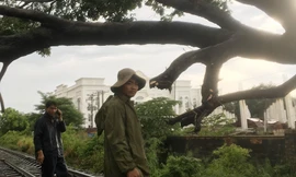 Cây cổ thụ bất ngờ đổ ngang đường sắt lúc tàu đang lao tới