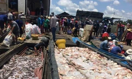 Cá nuôi bè trên sông La Ngà chết hàng loạt