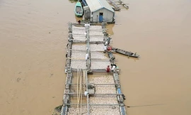 Dân xót xa nhìn hàng trăm tấn cá chết trắng sông La Ngà