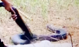 Khởi tố đối tượng vận chuyển rắn hổ chúa nặng 21kg