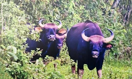 Đề nghị giải quyết chính sách cho nhân viên kiểm lâm tử vong vì bị bò tót tấn công 