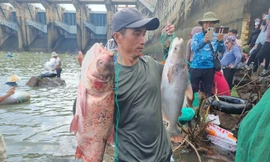 Thủy điện Trị An ngưng xả lũ, người dân 'được mùa' săn cá khủng