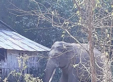 Voi rừng liên tiếp phá hoa màu, nhà cửa ở Đồng Nai