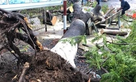 Phượng lại đổ trong sân trường 'uy hiếp' 3 nữ sinh