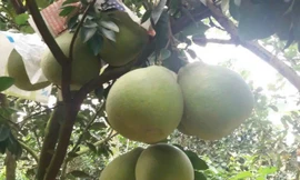 Loại trái đặc sản ngon nức tiếng ở Đồng Nai