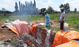 Tiêu hủy lợn nhiễm dịch tả lợn châu Phi 