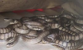 Vào lãnh địa của hàng ngàn con rắn