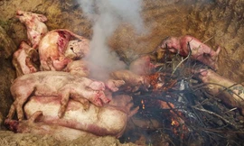 Đồng Nai phát hiện ở cơ sở thu gom gần 100 con lợn bị dịch tả châu Phi