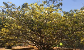 Nườm nượp du khách đến 'check-in' tại cây mai vàng 57 tuổi ở Đồng Nai