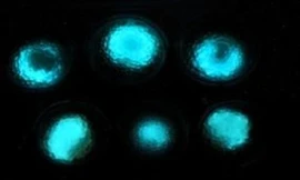 Các hạt chứa vi khuẩn phát sáng khi gặp khí thoát ra từ bom mìn chôn dưới đất (Ảnh: Howstuffworks) 