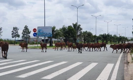 Cỏ mọc um tùm, bò dạo chơi tại Khu công nghệ cao TPHCM đang dính sai phạm