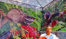 Tận thấy cà phê chồn Buôn Ma Thuột đắt nhất hành tinh