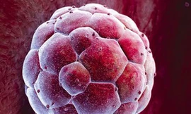 Tìm ra cách nhân bản vô tính người