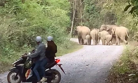 Clip chạm mặt 7 con voi rừng xuất hiện gần khu dân cư