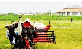 Thu hoạch cánh đồng mẫu lúa hữu cơ tại U Minh hạ Ảnh N.T.H