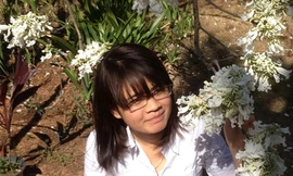 Cây phượng duy nhất Việt Nam nở hoa trắng