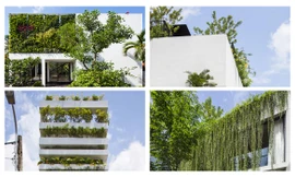 Chiêm ngưỡng những ngôi nhà phủ bằng cây xanh 