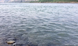 Nước sông Hồng chuyển màu trong xanh