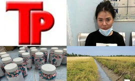 Bản tin Hình sự: Dì thuê cháu ruột đang mang thai đi nhận ma túy