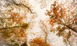 Mê mẩn 'lạc' vào cánh rừng Sau Sau đỏ nơi biên giới Cao Bằng