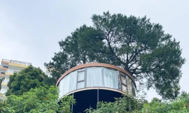 Chán ở mặt đất, gia chủ tự làm nhà trên cây đẹp mơ màng