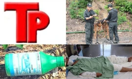 Bản tin Hình sự: Chồng đập đầu vợ vào cạnh giường đến chết