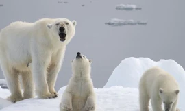 Khoảnh khắc gấu trắng đi tìm sự sống